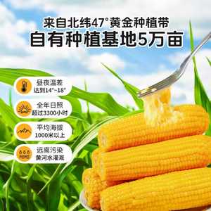 东北黄糯玉米新鲜软糯袋装黄粘苞玉米真空装早餐代餐饱腹玉米棒