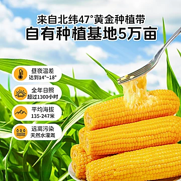 刘老杆东北黄糯玉米软糯粘苞玉米中棒8根[11元优惠券]-寻折猪