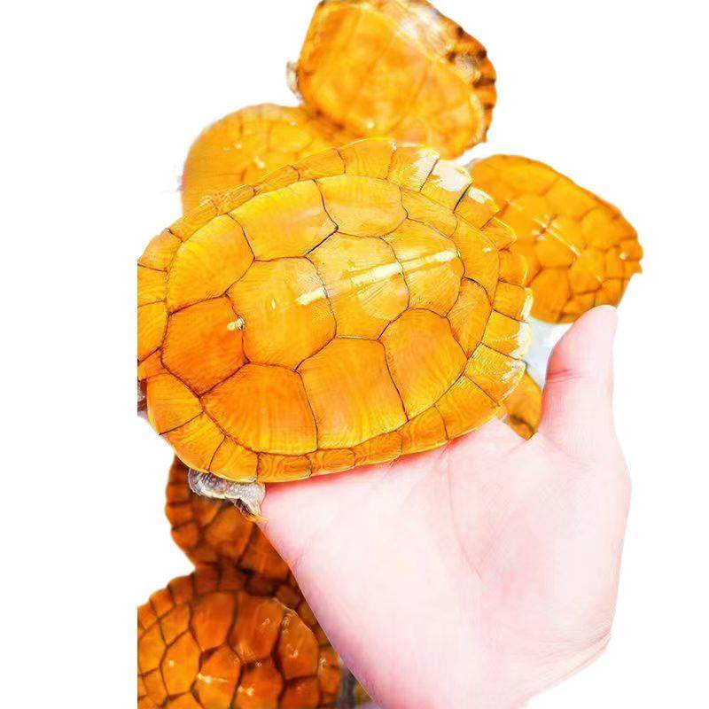 小活乌龟金物巴侣西黄龟宠物ZY1688-M观赏龟情龟,淘宝优惠券,粉丝福利购,淘宝优惠卷