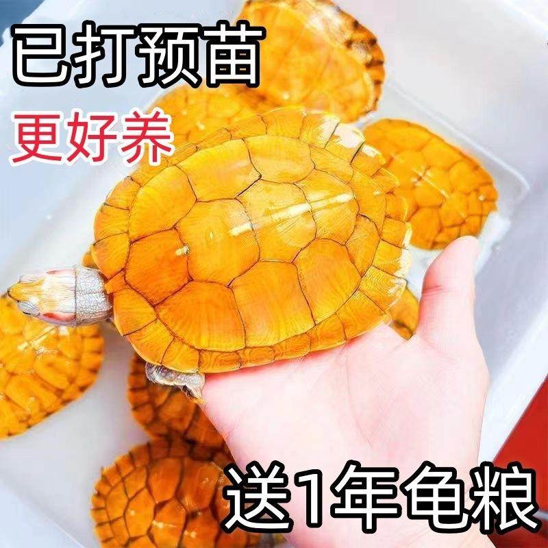 小活乌龟金物巴侣西黄龟宠物ZY1688-M观赏龟情龟,淘宝优惠券,粉丝福利购,淘宝优惠卷