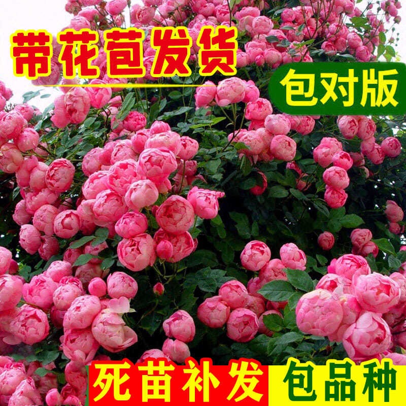 带花发货藤本月季四季开花蔷薇花苗爬藤攀援植物庭院阳台楼顶别墅 - 图0