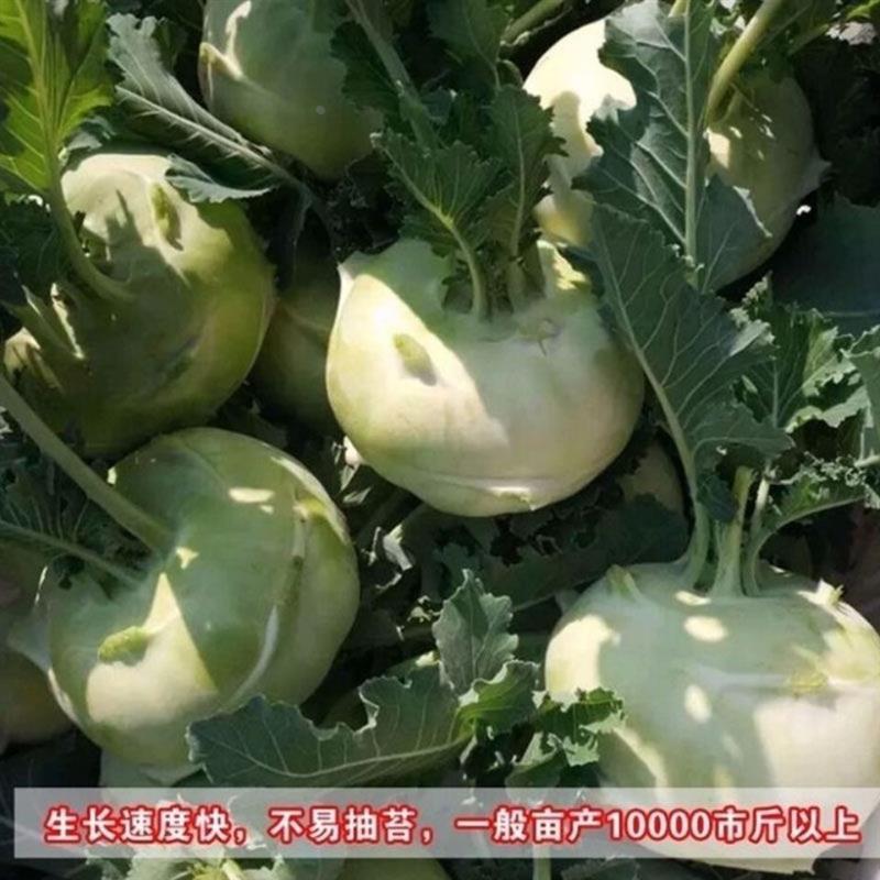 四季水果苤蓝种子 蔬菜良种  菜苤蓝翠玉蔬菜种子农科院青丰牌