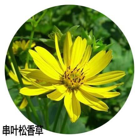 串叶松香草种子 多菊花牧草 牛羊籽鹅生猪年畜禽草香槟 - 图3