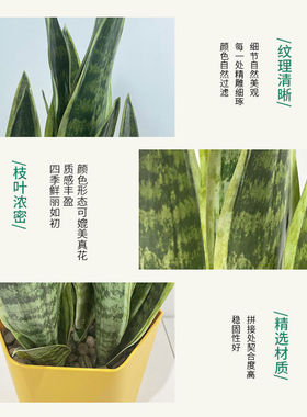 仿真虎皮兰盆栽现落地简约绿植公室摆件室内客厅家居仿真绿植