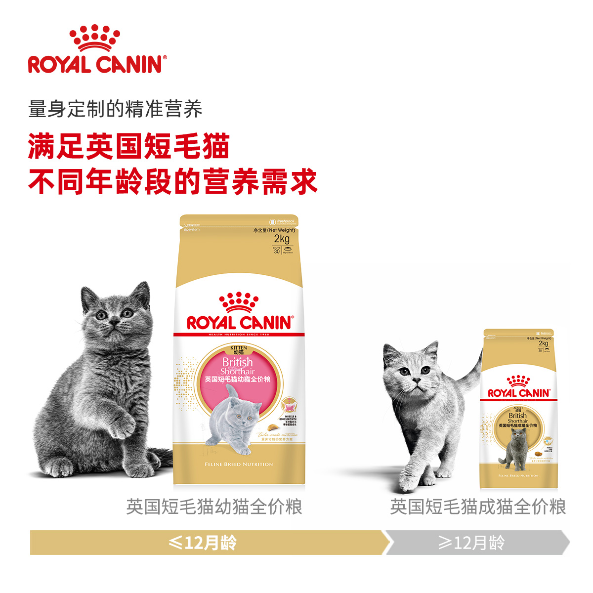 皇家猫粮BSK38英国短毛猫幼猫全价粮2kg蓝猫小猫专用支持免疫主粮-图2