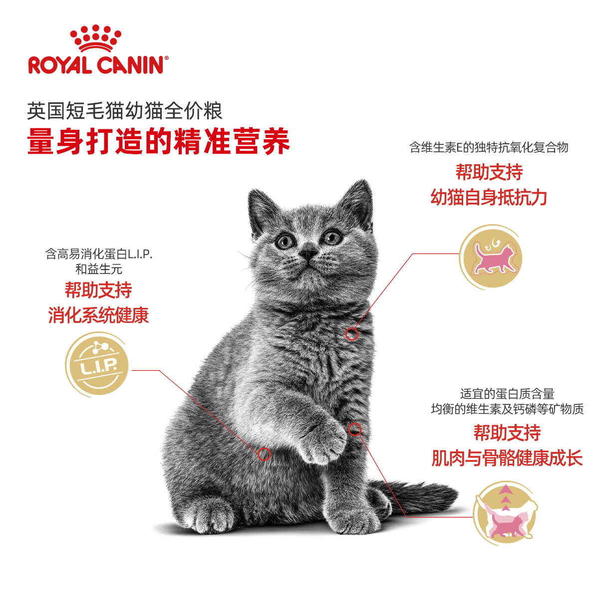 皇家猫粮BSK38英国短毛猫幼猫全价粮2kg蓝猫小猫专用支持免疫主粮-图0