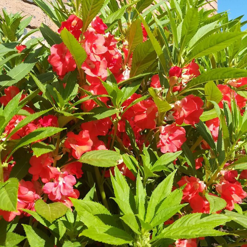 凤仙花种子重瓣茶花阳台四季种籽学生室内指甲花种花草易盆栽实验 - 图1