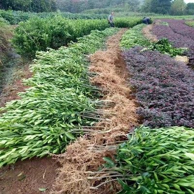 黄岩无核蜜桔苗 嫁接桔子树苗 甜橘子 黄岩蜜桔果树苗当年结果树 - 图0