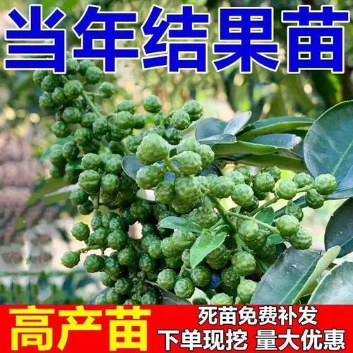 花椒树苗大红袍花椒苗麻椒盆栽地栽耐寒耐旱南方北方种植当年结果 - 图3