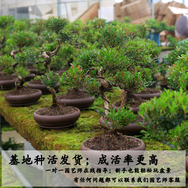 老桩盆景造型小叶赤楠植物庭院室内客厅观叶好养绿植四季常青盆栽-图3