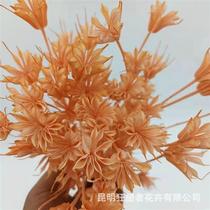 The Ramen Dried Flower Source Factory Sen Natural Dry Flowers Dried Fruit Dried Branches Genuine Flower Anise Black Seed