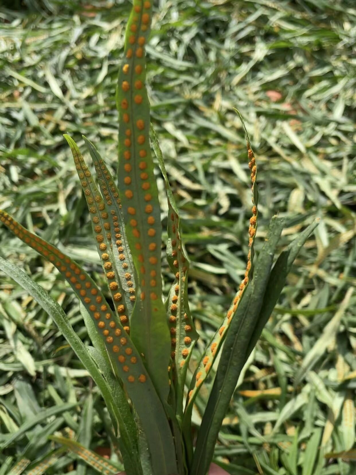 嗷嗷叫 长白山 野生黄金茶 多孢子 产地直发 保真保纯 50克一罐,淘宝优惠券,粉丝福利购,淘宝优惠卷