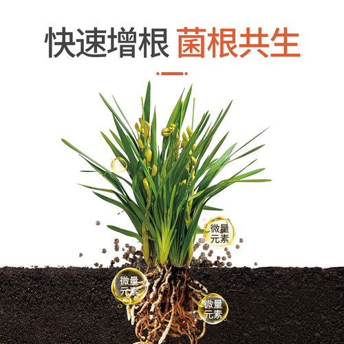 花肥谷兰花多箭肥料专用肥君子兰蝴蝶兰墨兰大花蕙文心兰有机菌肥 - 图1
