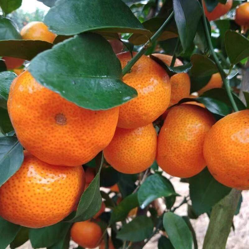 正宗广西砂糖橘10水果新鲜当季橘子整箱斤纯甜金秋沙糖桔非无籽,淘宝优惠券,粉丝福利购,淘宝优惠卷