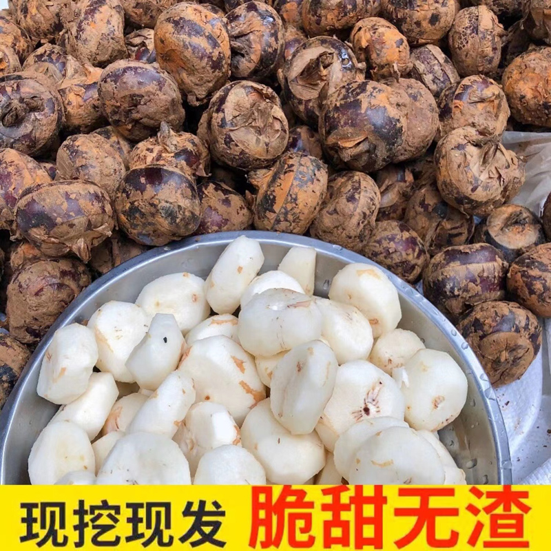 新鲜马蹄5斤荸荠应当季水果蔬菜现挖马蹄莲脆地栗梨饽荠中果
