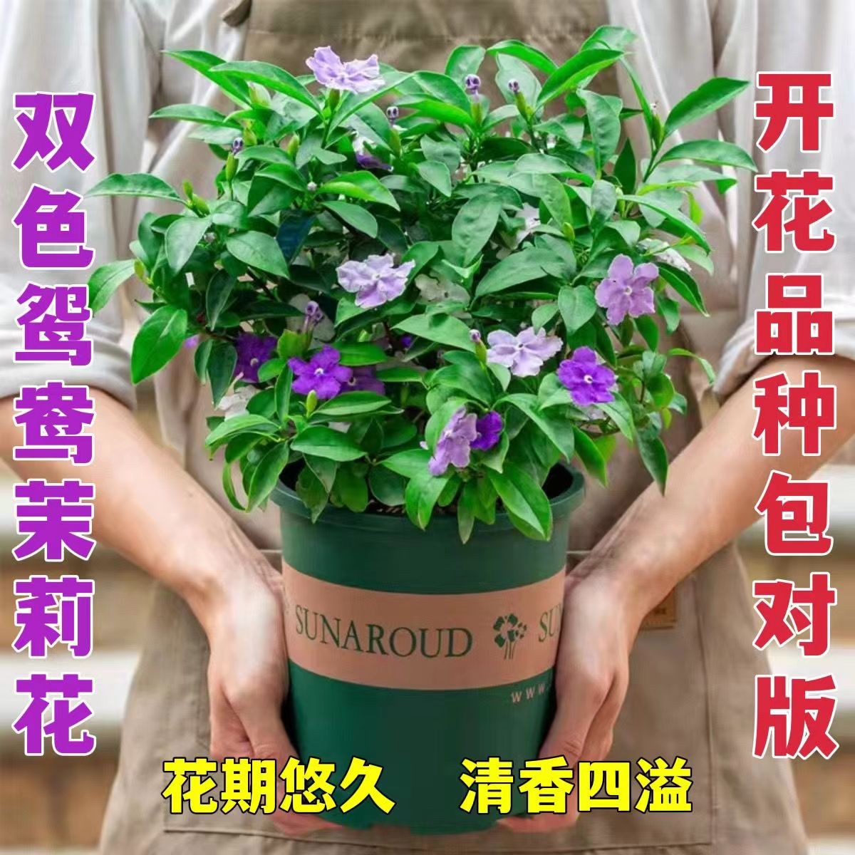 双色茉莉花苗带花苞紫色鸳鸯茉莉盆栽浓香型植物四季开花阳台花卉-图1