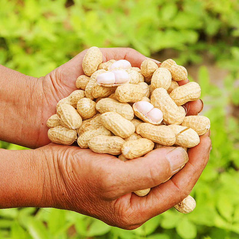 2024新货粉皮生花生10斤带壳晒干新鲜红衣花生米农家干花生批发价