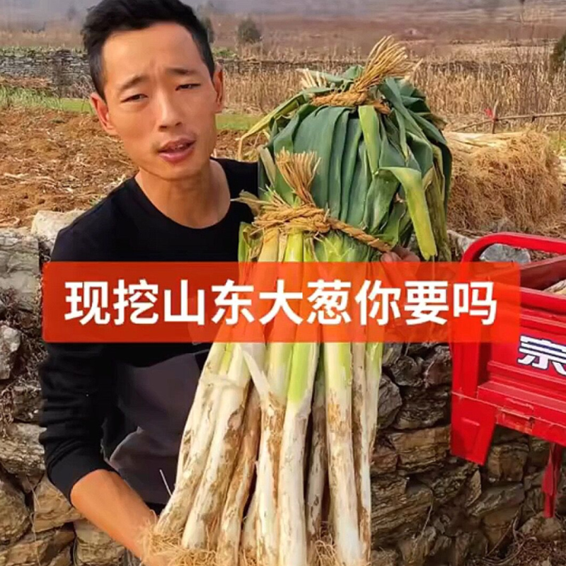 山东正宗章丘新鲜铁杆大葱10斤蔬菜蘸酱农家现挖包邮甜葱嫩葱新葱 - 图1