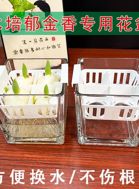 水培郁金香器皿玻璃花盆含定