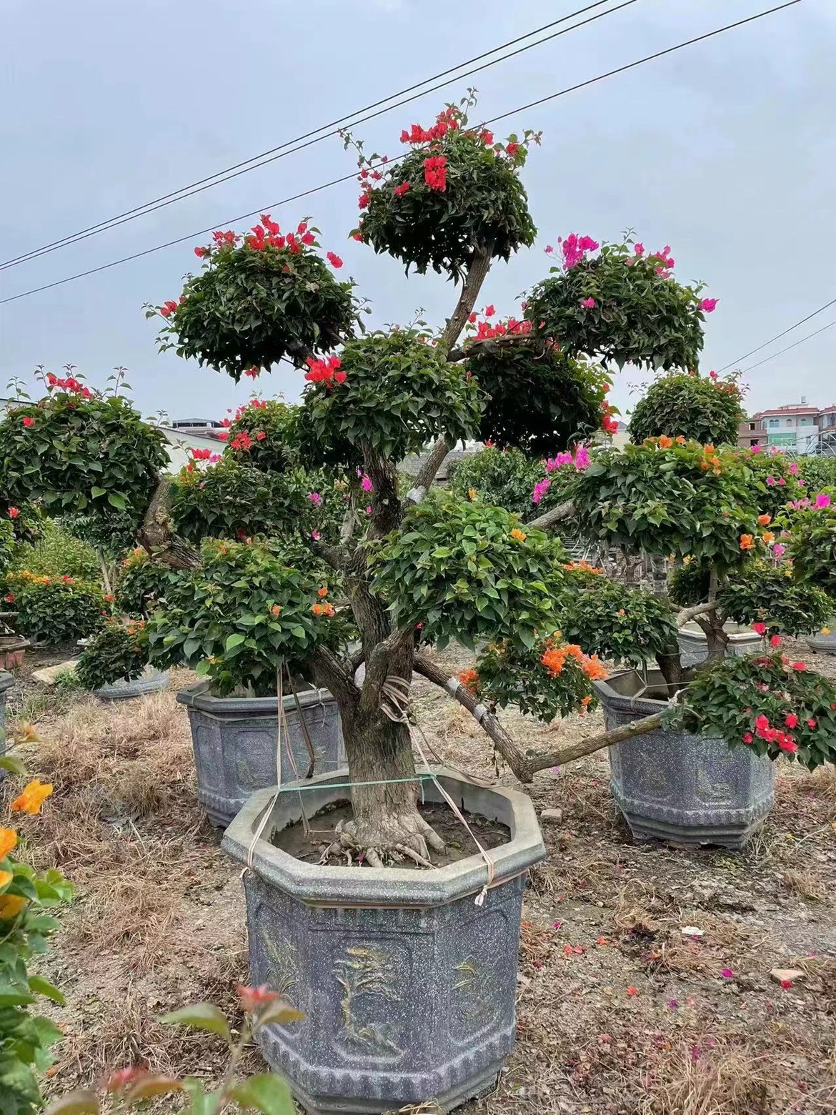 造型三角梅盆景大型多色三角梅五雀四季盆栽老桩三角梅 - 图3