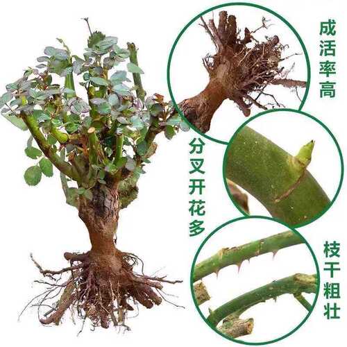 玫瑰花苗老桩盆栽花卉多季节大花绿植物月季蔷薇老根阳台四季种植 - 图0