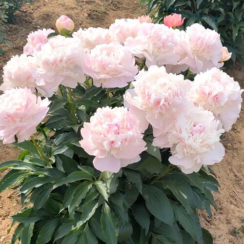 重瓣芍药花苗带芽种根阳台盆栽庭院地栽耐寒鲜花观赏牡丹花卉植物 - 图1