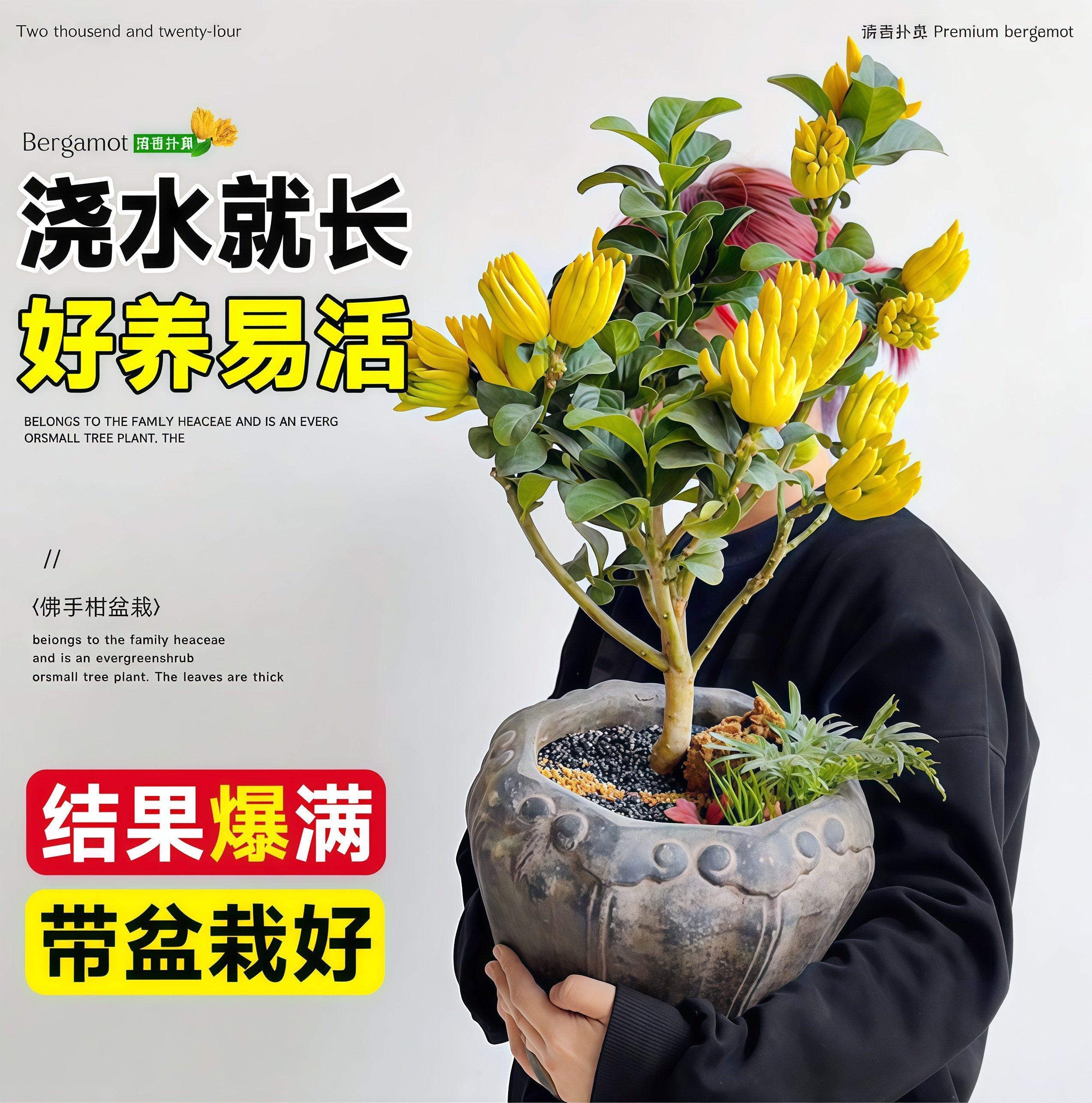 佛手柑树苗盆栽带果室内阳台庭院老桩金华佛手鲜果树好养花卉绿植,淘宝优惠券,粉丝福利购,淘宝优惠卷