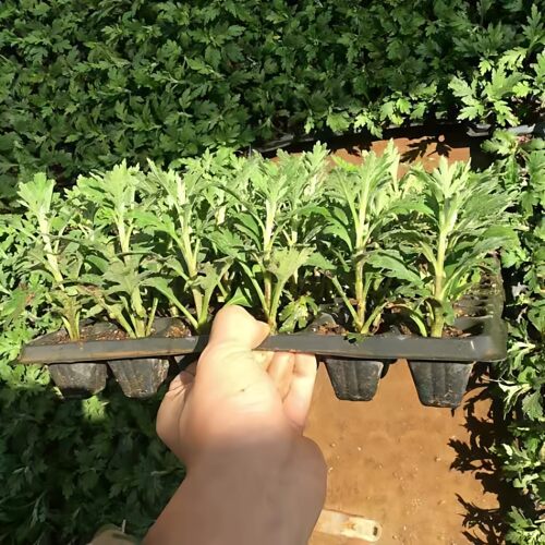 精品大菊花苗耐寒耐热菊花盆栽九月菊荷兰菊金丝菊室内外开花花卉 - 图2