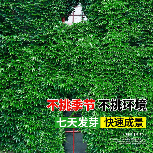 爬山虎爬藤植物四季树苗庭院室外开花藤蔓绿植物种子籽不落叶常绿 - 图2