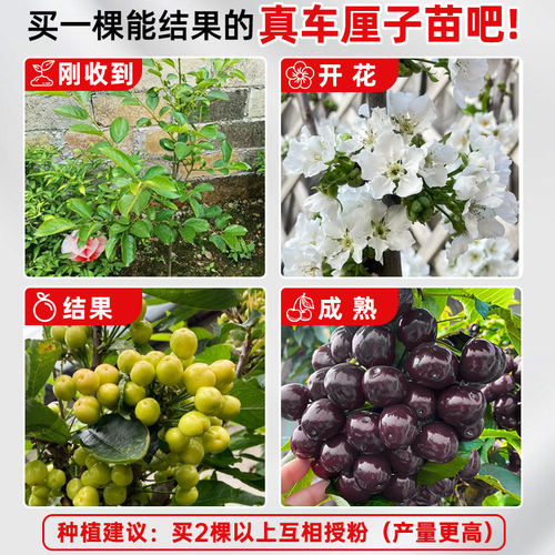 正宗车厘子树苗大樱桃树苗果树果苗嫁接矮化盆栽水果树南方北种植 - 图3
