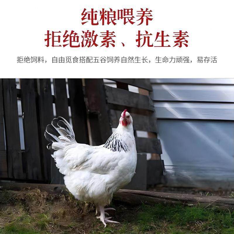 纯种鹊山鸡小鸡活苗绿壳蛋鸡白芦花活体脱温苗小鸡母鸡苗活体鸡苗,淘宝优惠券,粉丝福利购,淘宝优惠卷