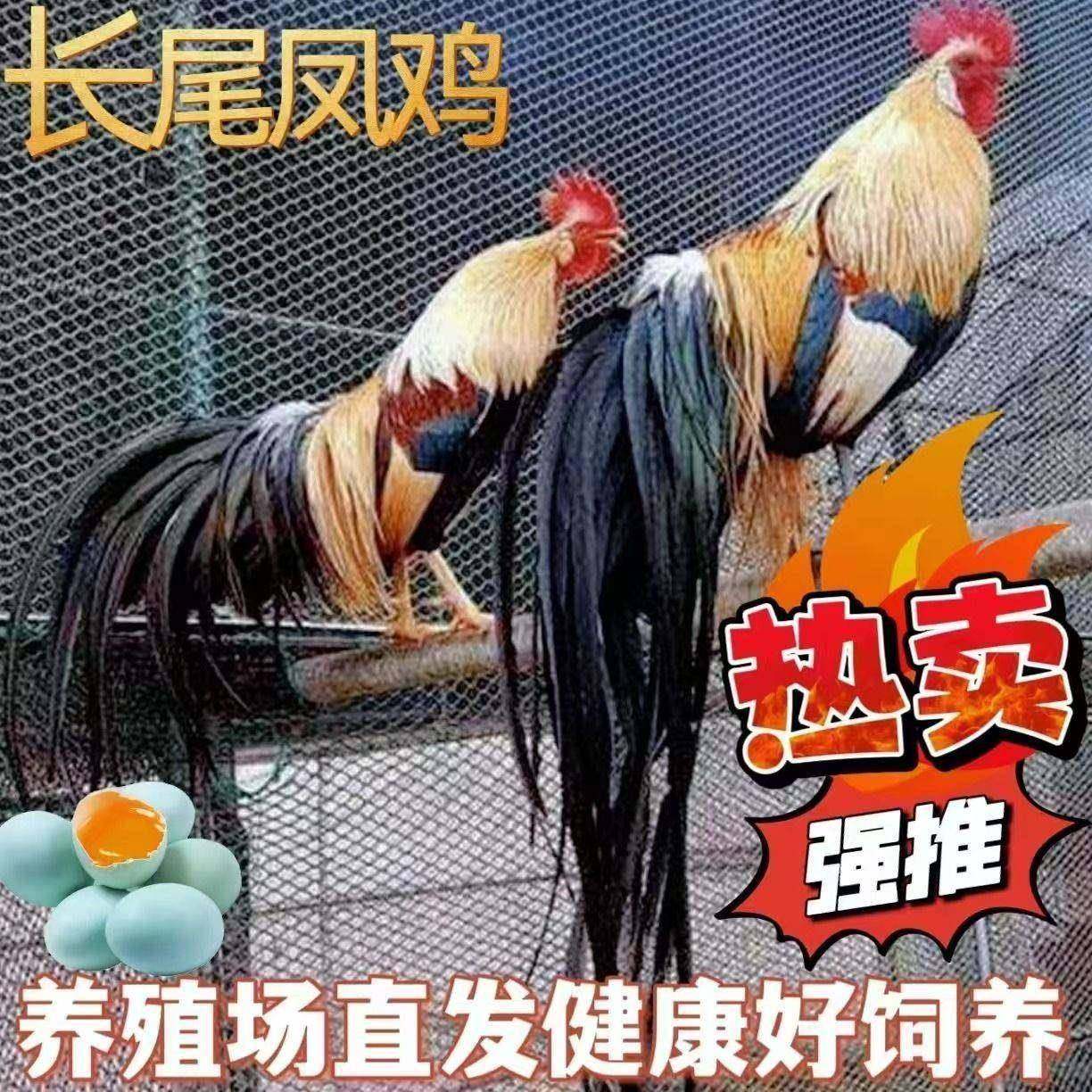 正宗半斤长尾鸡苗脱温三色麻长尾凤鸡观赏鸡白鸡长尾鸡黄金鸡活苗,淘宝优惠券,粉丝福利购,淘宝优惠卷