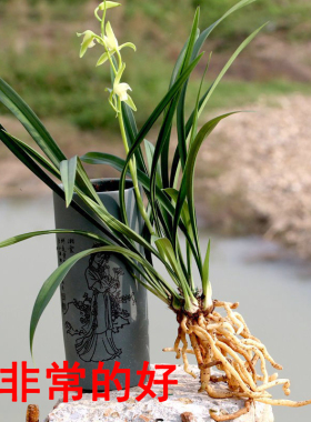 兰花盆栽建兰四季兰大q凤素夏秋带花苞客厅花卉植物室内花好养活