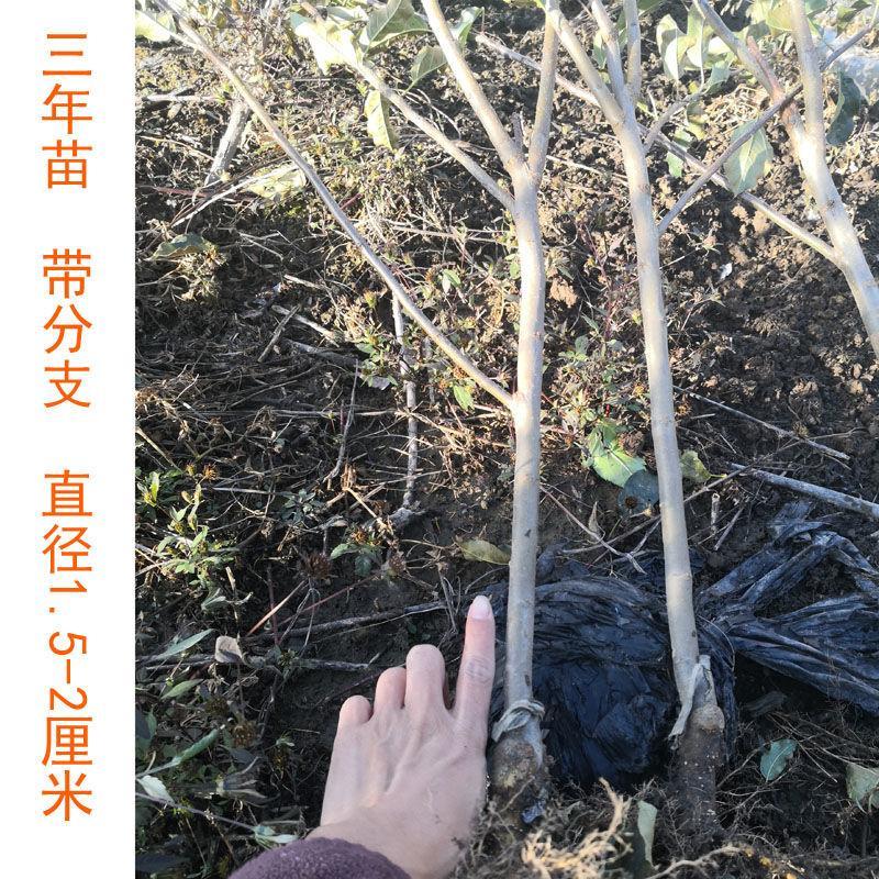 东北特产袖珍小苹果树苗鸡心果树苗耐寒易成活庭院果树地栽盆栽 - 图0