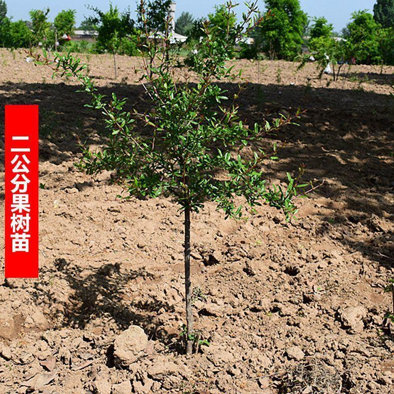 临潼石榴树石榴树庭院果树树苗陕西甜石榴树 当年室外结果大特大