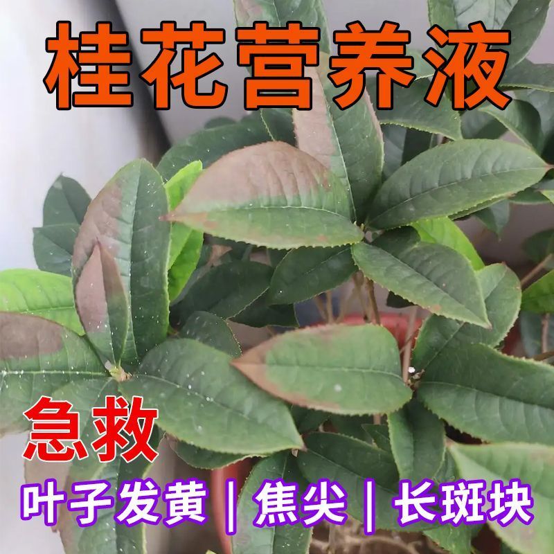 【救活】桂花树专用营养液去干尖焦尖叶子发黄催开花桂花专用肥料 - 图2