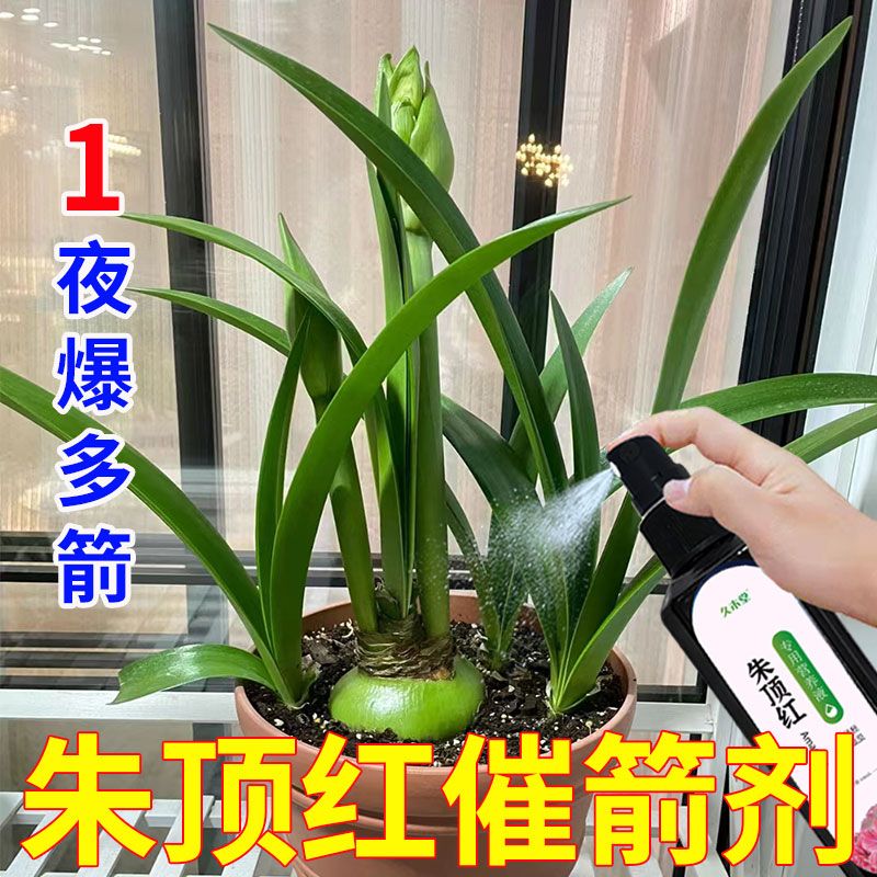 朱顶红专用肥营养液花肥复合肥重瓣种球促开花催花肥盆栽养护肥 - 图1