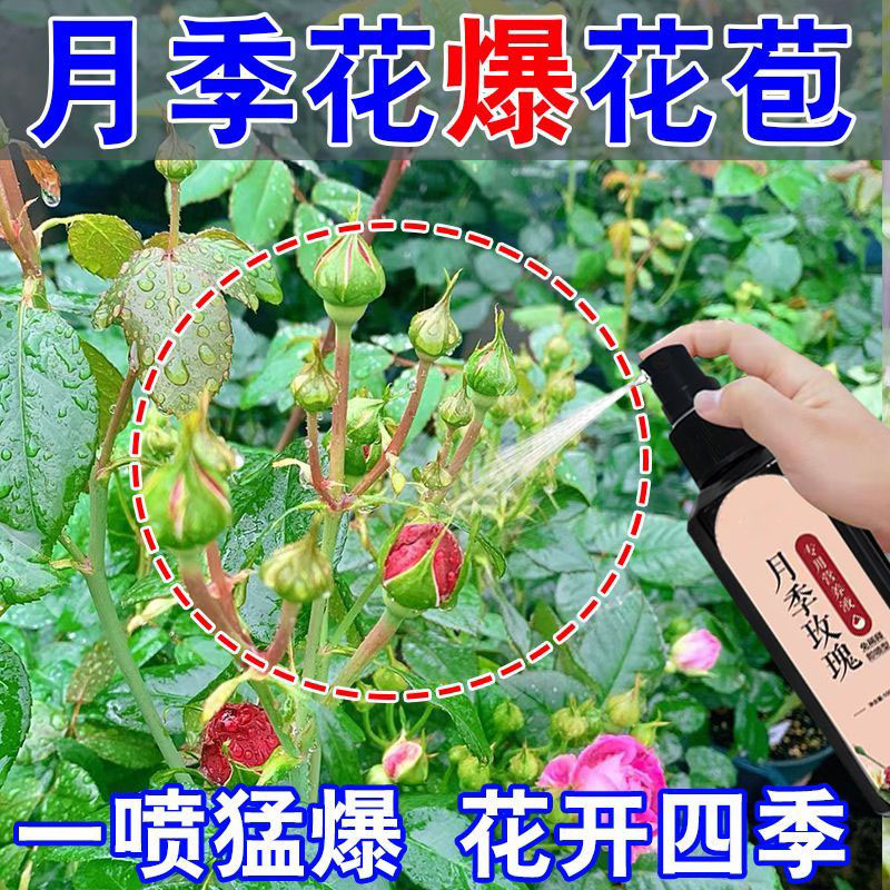 月月开花月季玫瑰专用营养液防黄叶不开花催花爆花发新芽专用肥