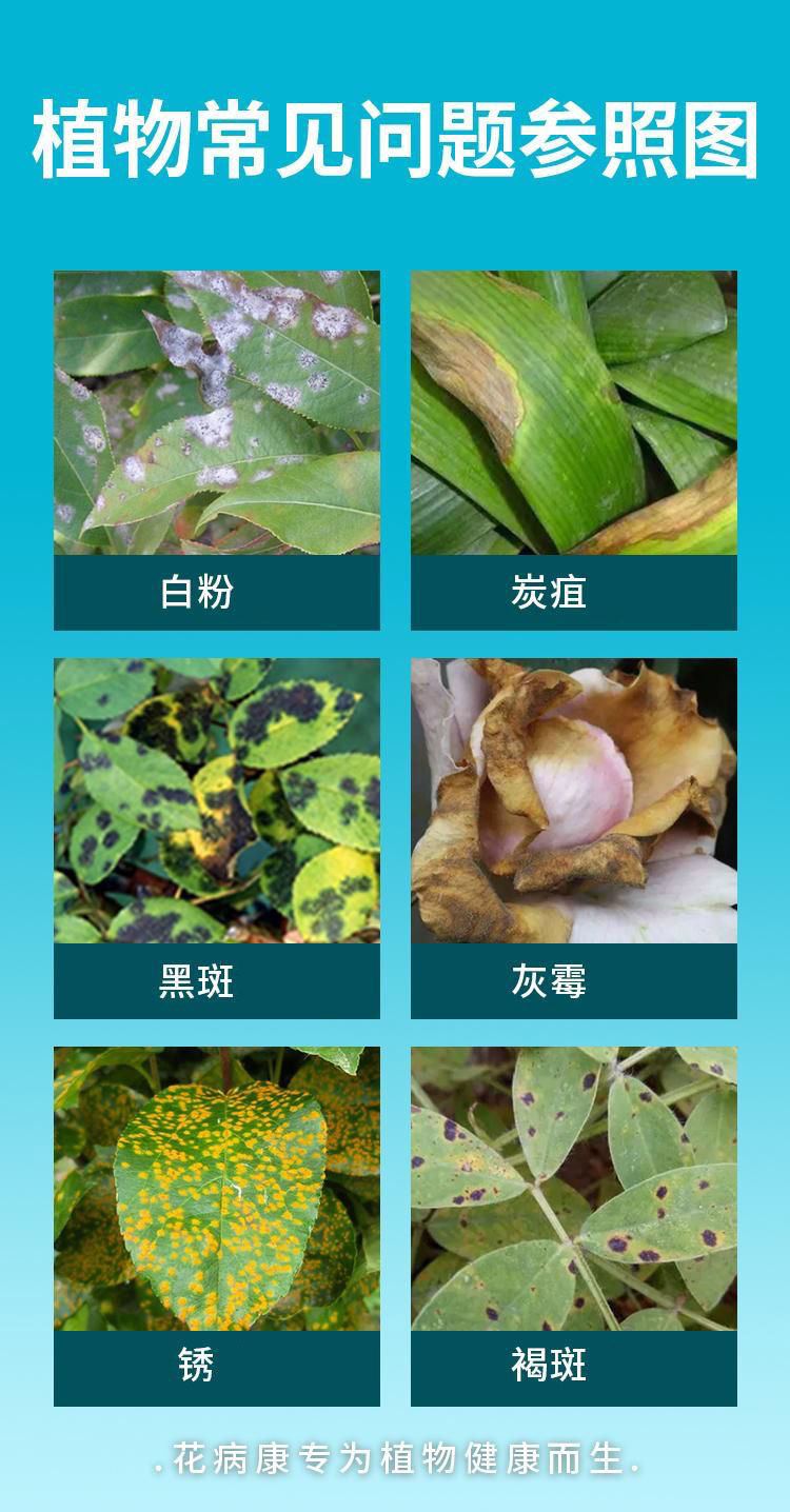 虫虫净植物花卉通用型免稀释直喷型家庭园艺养花神器抗菌活性剂-图2