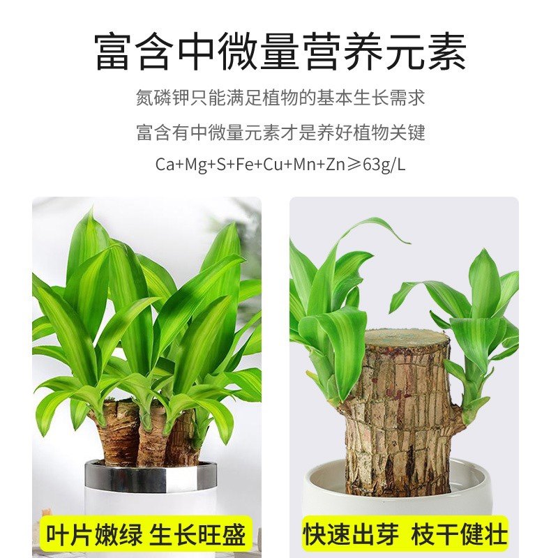 免稀释巴西木专用营养液家用花卉盆栽植物液体肥室内花肥料幸运木