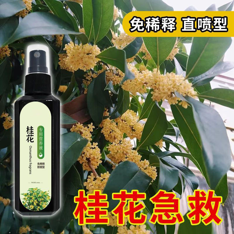 【救活】桂花树专用营养液去干尖焦尖叶子发黄催开花桂花专用肥料 - 图1