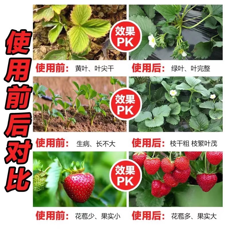 【草莓营养液】草莓专用肥防黄叶催开花促结果免稀释盆栽液体肥料-图0