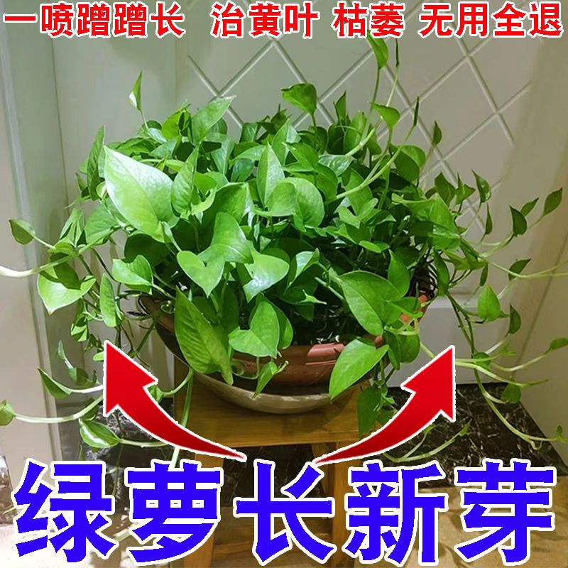 营养液植物通用型花肥盆栽花卉绿萝富贵竹发财树水培家用养花肥料 - 图1