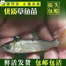 Grass fry Little fish fry 10 cm freshwater live fish Half a catfish for 20cm cm Edible Grass Fish Fry 20cm