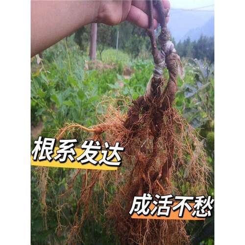 超甜猕猴桃树苗公母同株明年结果盆栽阳台地栽庭院爬藤南北方种植 - 图3