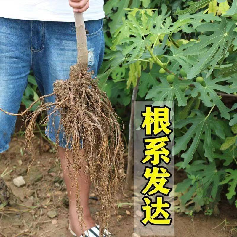 无花果树苗特大新品种波姬红紫果无花果苗盆栽地栽南北方种植结果 - 图1