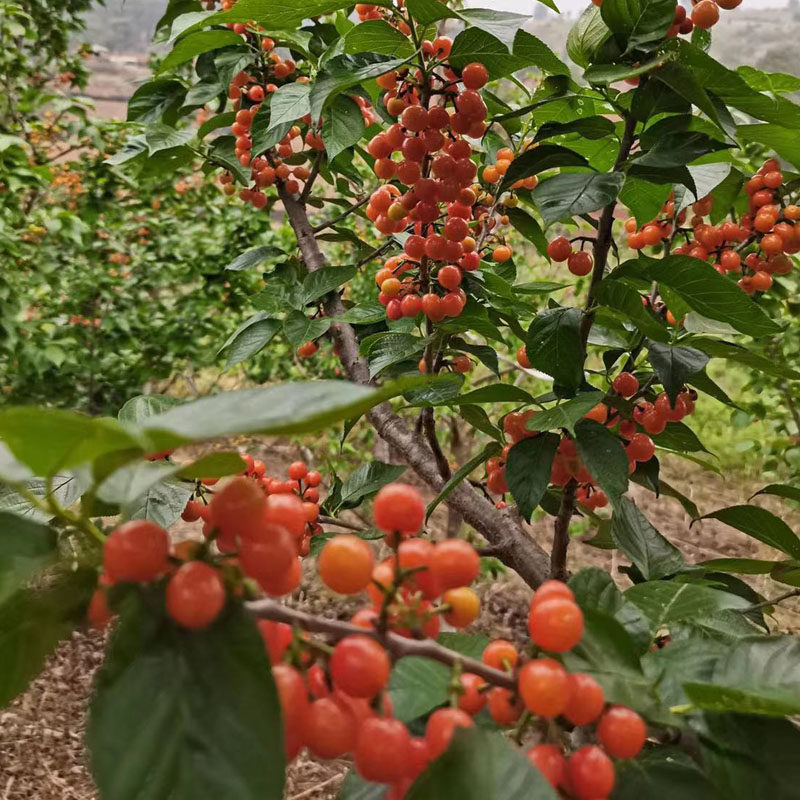 嫁接樱桃中国土樱桃苗黄美小樱桃树苖蜜甜老品种盆栽地栽当年结果,淘宝优惠券,粉丝福利购,淘宝优惠卷