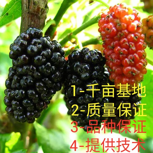 长果桑葚树苗桑果苗嫁接地盆栽南北方种植大叶无籽桑葚树当年结果 - 图1