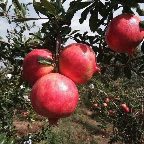 无籽特大红宝石榴树苗嫁接新品南北方耐寒适种当年结果石榴苗果树 - 图2