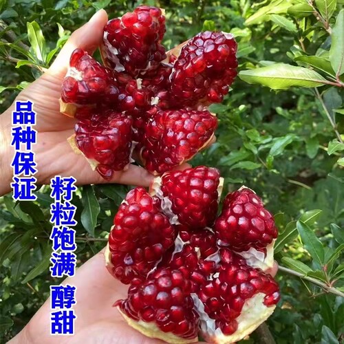 石榴树树苗突尼斯软籽盆栽地栽庭院果树南北方种植特大石榴果树苗 - 图1